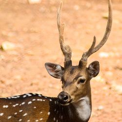 Close-up portrait of deer