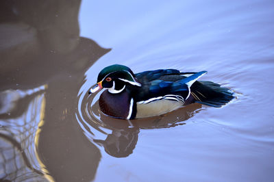 High angle view of wood duck swimming in pond