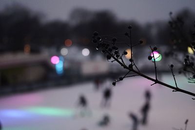 Close-up of illuminated tree against sky