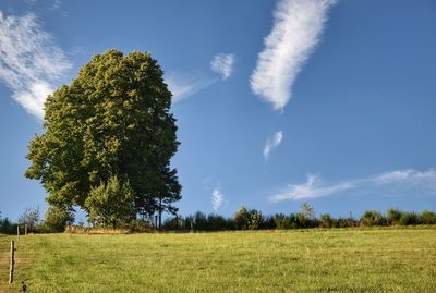 Trees on field against sky