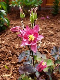 Close-up of pink flowering plant on field