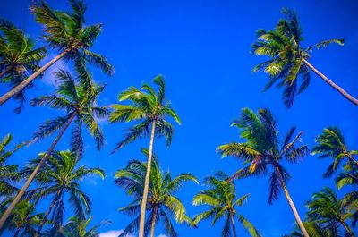 Low angle view of palm trees against blue sky