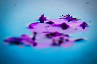 Close up of pink flowers