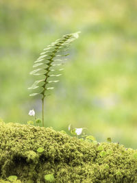 Close-up of fern