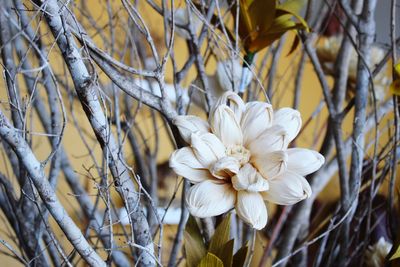 Close-up of white flower