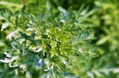 Close-up of flower plant