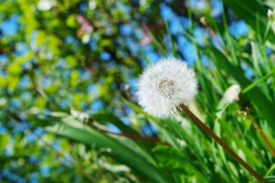 Close-up of dandelion flower