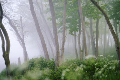 Trees in fog forest
