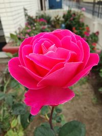 Close-up of flower blooming outdoors