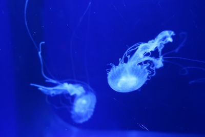 Close-up of jellyfish in sea