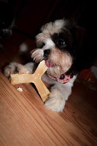 Portrait of dog on hardwood floor