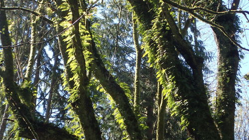 Low angle view of bamboo trees in forest