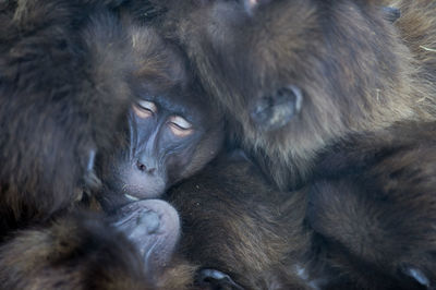 Close-up of a monkey