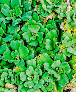 High angle view of green leaves on plant