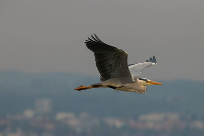Spotting a heron at the lake of constance in altenrhein in switzerland 28.4.2021
