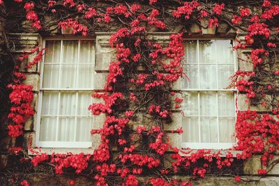 Low angle view of windows amidst red flowers