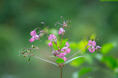 Close-up of pink flowering plant