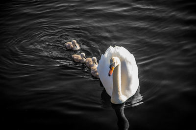 Mother swan and babies floating in the river in kingston upon thames