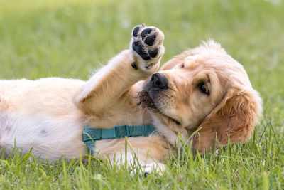 View of a dog relaxing on field