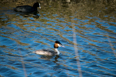 Ducks swimming in lake