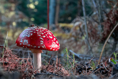 Close-up of fly agaric mushroom on field