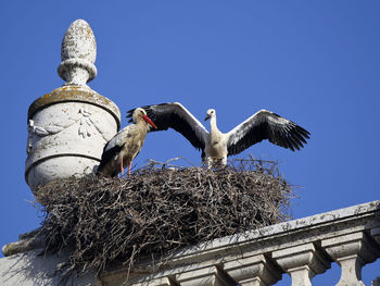 Low angle view of birds flying against clear blue sky