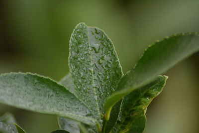 Close-up of wet plant leaves