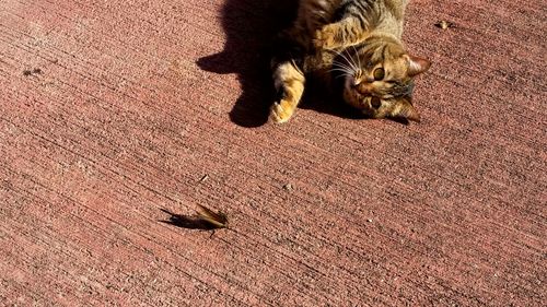 Low section of man shadow on floor