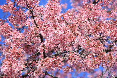 Low angle view of cherry blossom