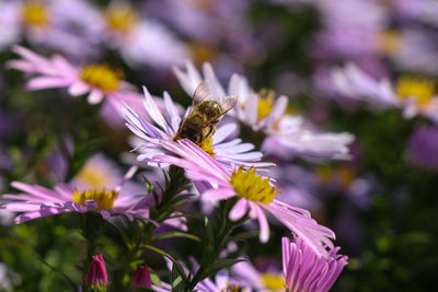 Close-up of bee pollinating on purple flower