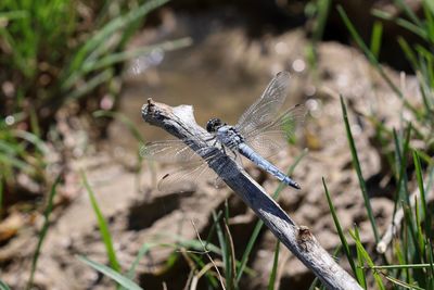 Close-up of dragonfly on plant