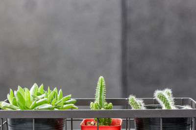 Close-up of potted plants on railing against wall