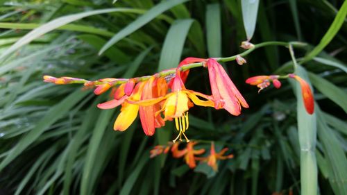 Close-up of day lily blooming outdoors