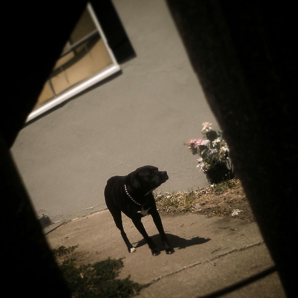 dog, pets, domestic animals, one animal, mammal, animal themes, full length, high angle view, walking, shadow, sunlight, street, lifestyles, pet leash, day, leisure activity, outdoors, standing