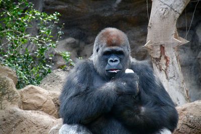 Gorilla sitting on rock