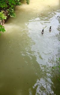 High angle view of ducks swimming in lake