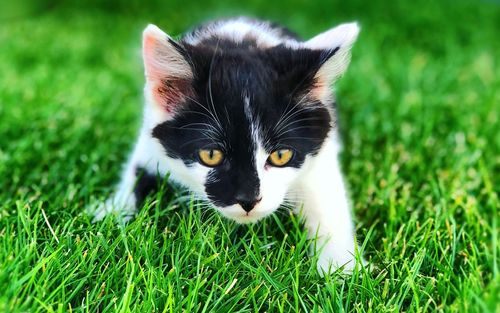 Portrait of cat on field