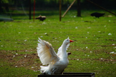 Close-up of swan on grass