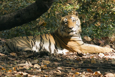 View of a cat in forest