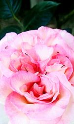 Close-up of pink flower