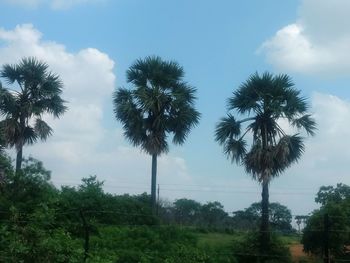 Low angle view of palm trees against sky