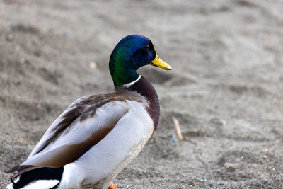 Close-up of duck