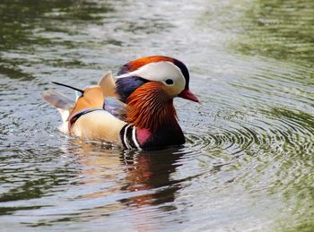 Birds in calm water