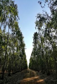 Road amidst trees in forest against clear sky