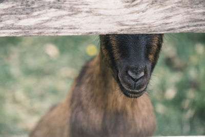 Goat hiding behind a fence