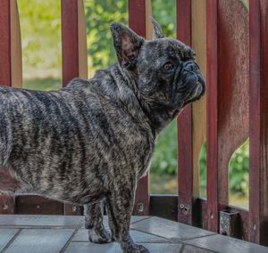 Side view of a dog looking away