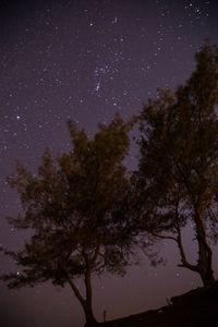 Low angle view of tree against sky at night