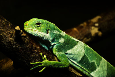 Green lizard - fiji banded iguana - brachylophus fasciatus - on a tree branch - black background