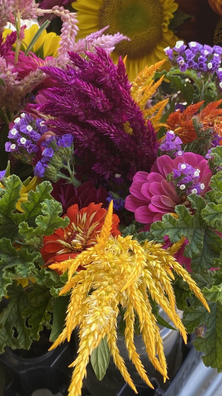 HIGH ANGLE VIEW OF FLOWERING PLANTS