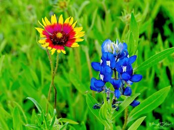 Close-up of purple flowering plants on field